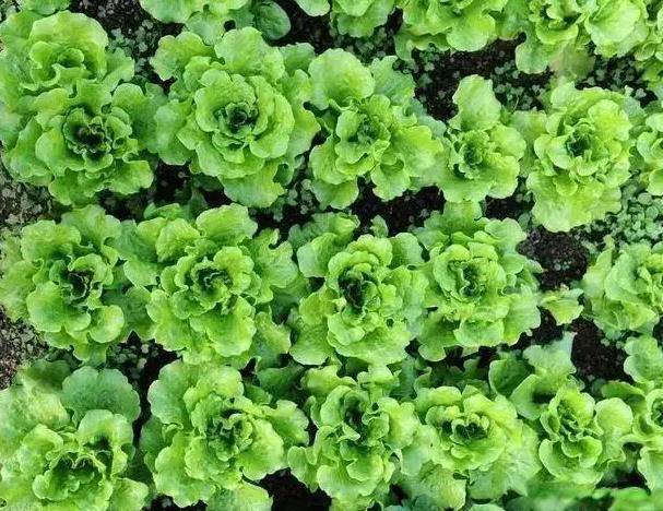 原创            农村山里的“这1物”，女人拿它泡水喝，刮油减赘肉，还美容养颜