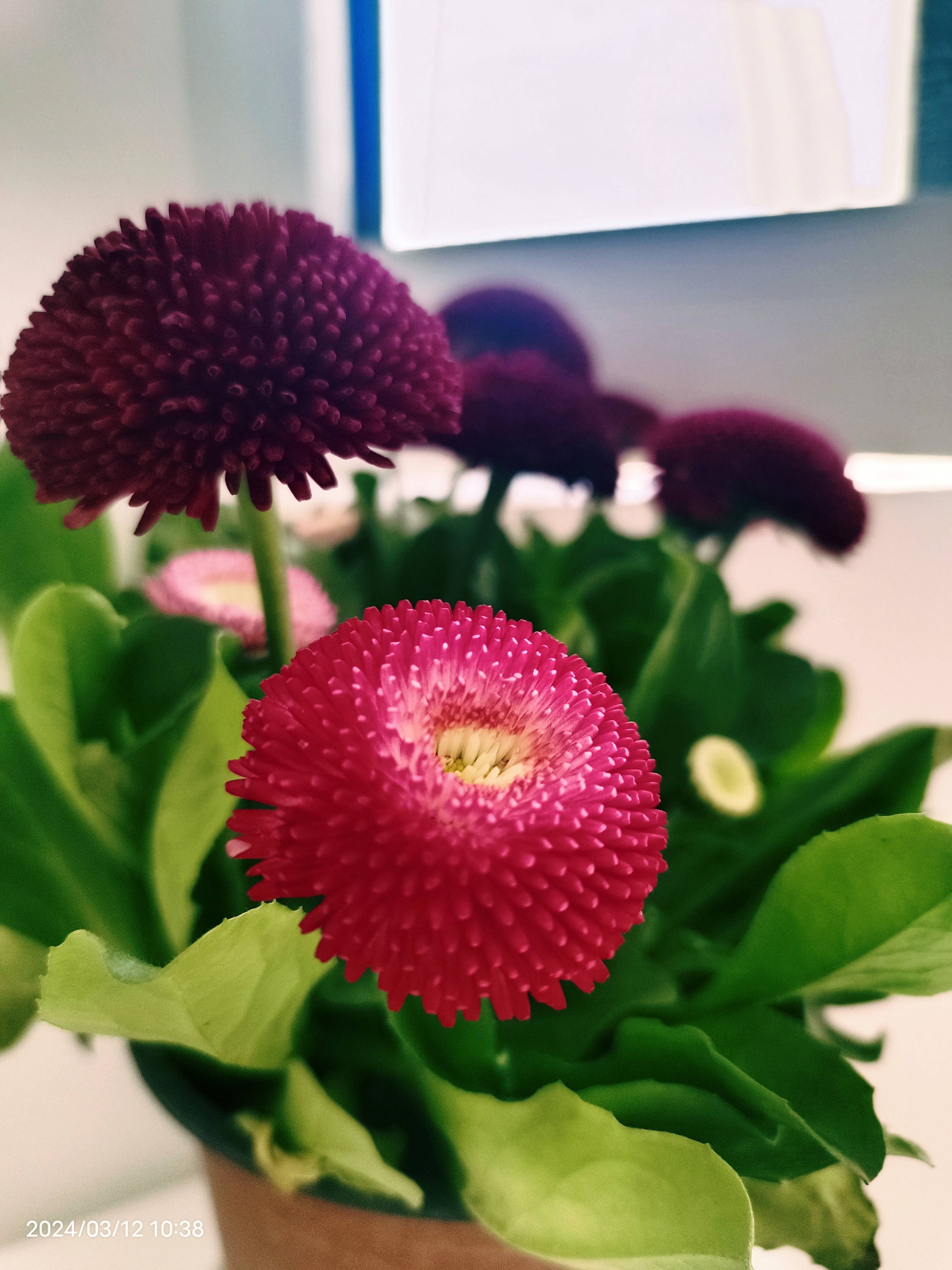 九岁女儿同学的妈妈去世了，我好害怕怎么办。