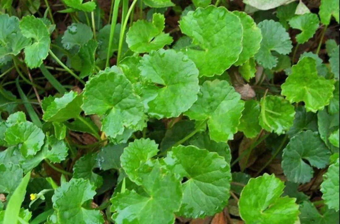 不花一分钱的“祛湿汤”！田边这棵草，是广西老一辈的养生智慧