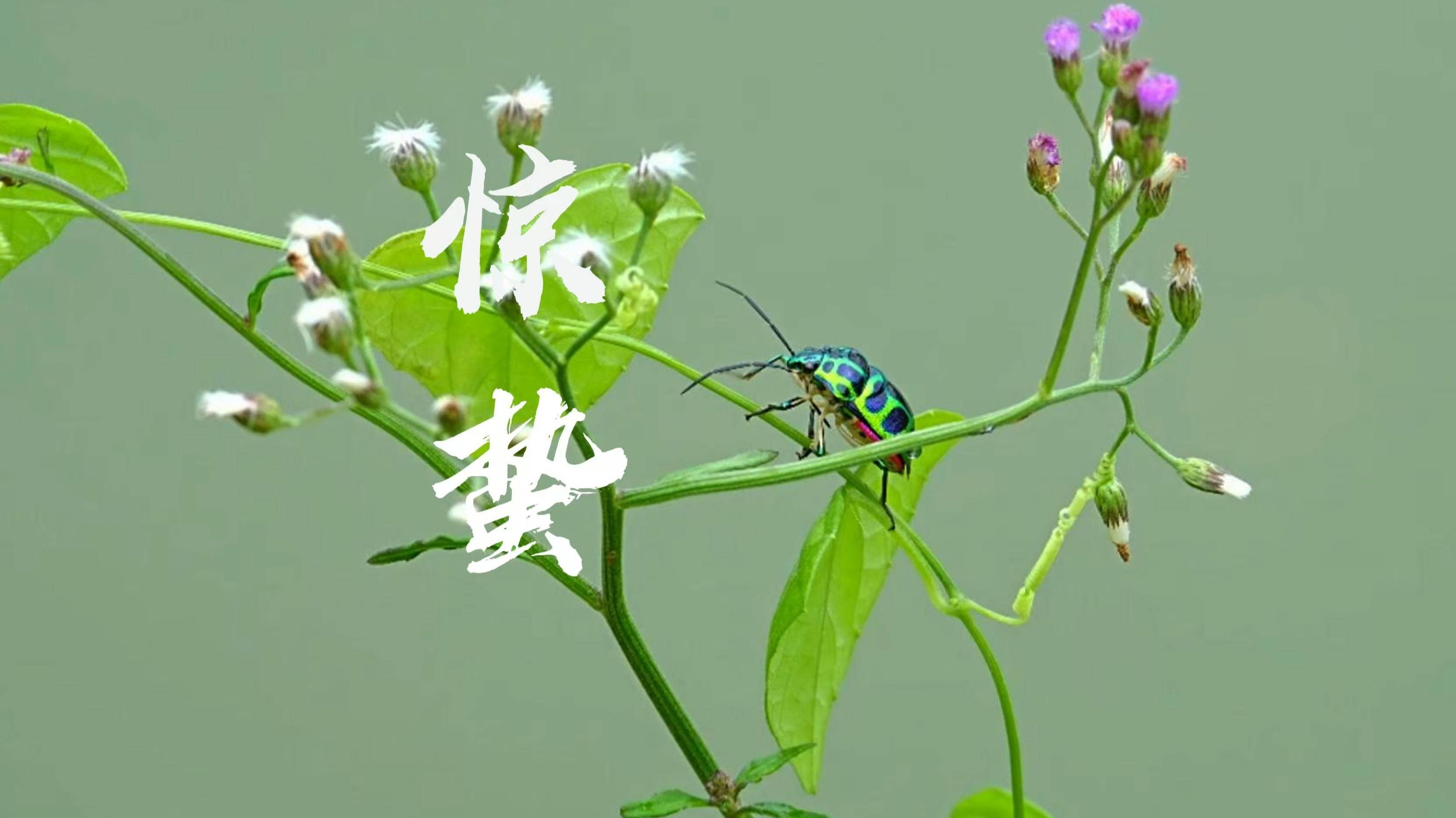 原创            惊蛰将至，再忙也要记得多吃这6样，调养脾胃，舒坦过春天