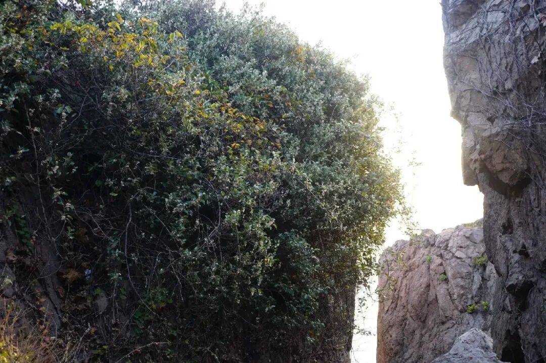 浙江发现海枣，冬季长果春天成熟，玛瑙红的果实表面布满白色斑点，月光下还会发出淡淡荧光