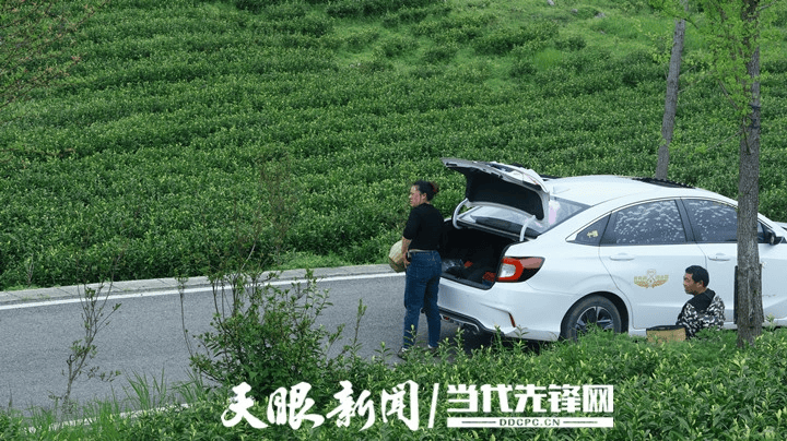 沿河斗茶记|从“往外跑”到“开车来”：贵州茶山上的务工新选择