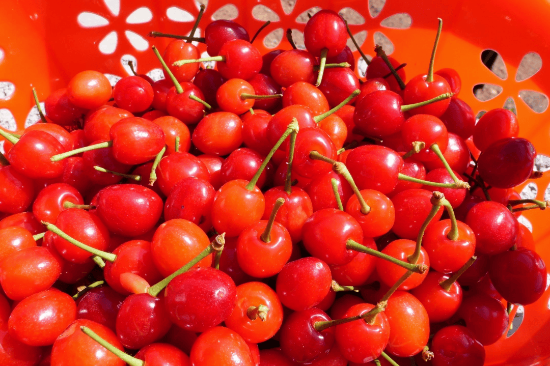 红玛瑙挂枝头 甜日子有盼头——大方县猫场镇樱桃抢“鲜”上市