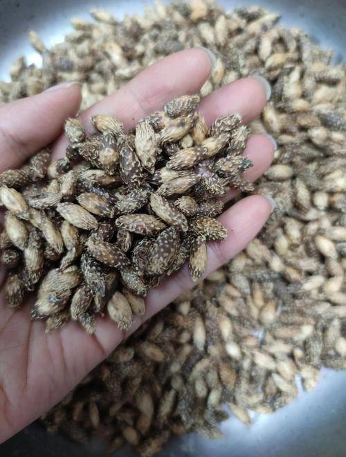苍耳子泡酒前别乱处理！3步科学法，泡出安心养生酒
