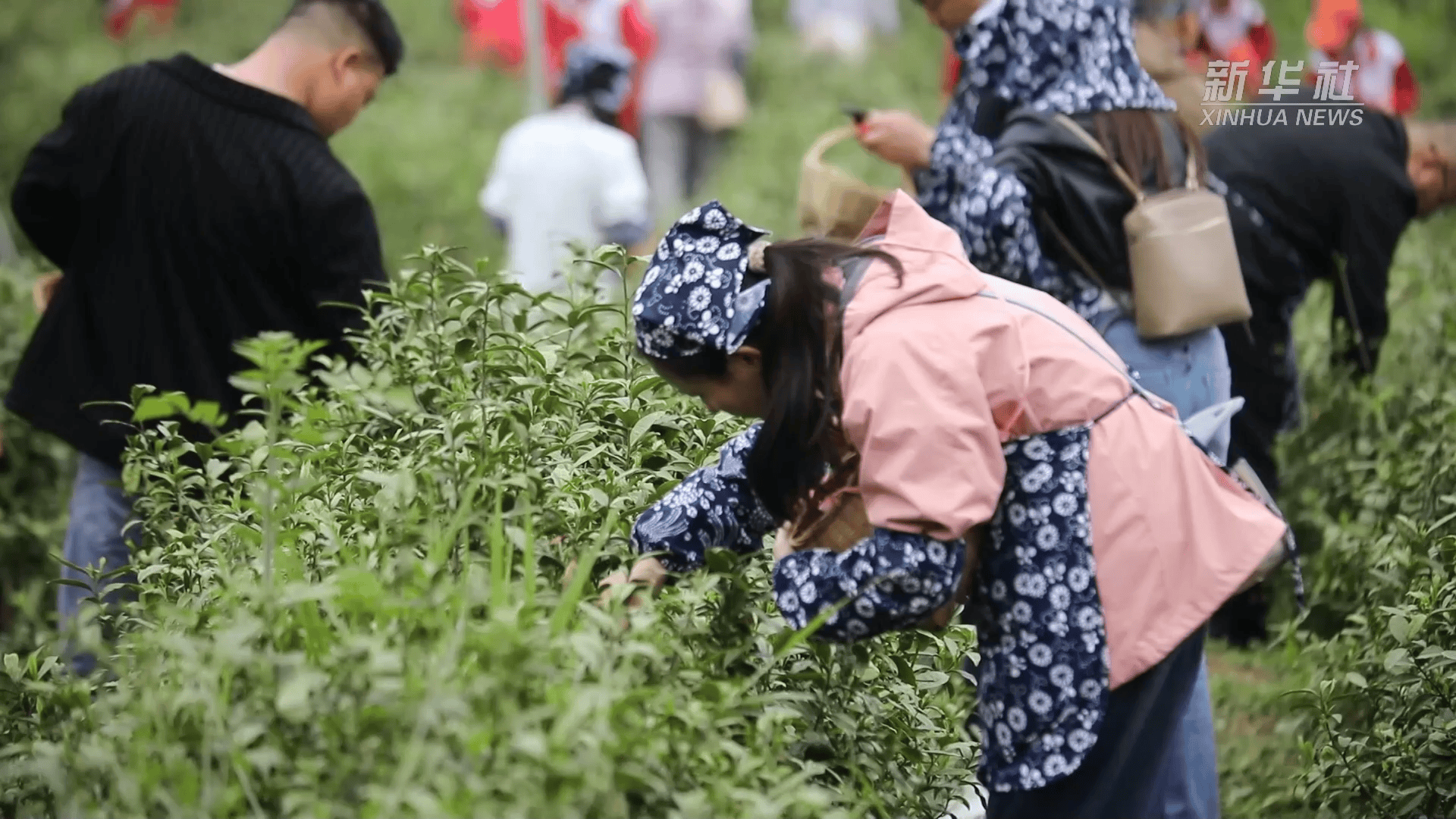 陕西西乡：茶叶丰产助力春日经济
