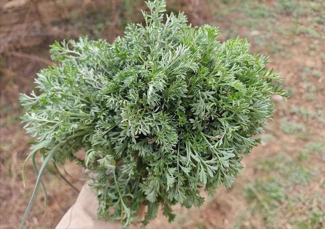 原创            清明后尝鲜野菜要留意，中医师：对身体有5种益处，但这3类人慎吃