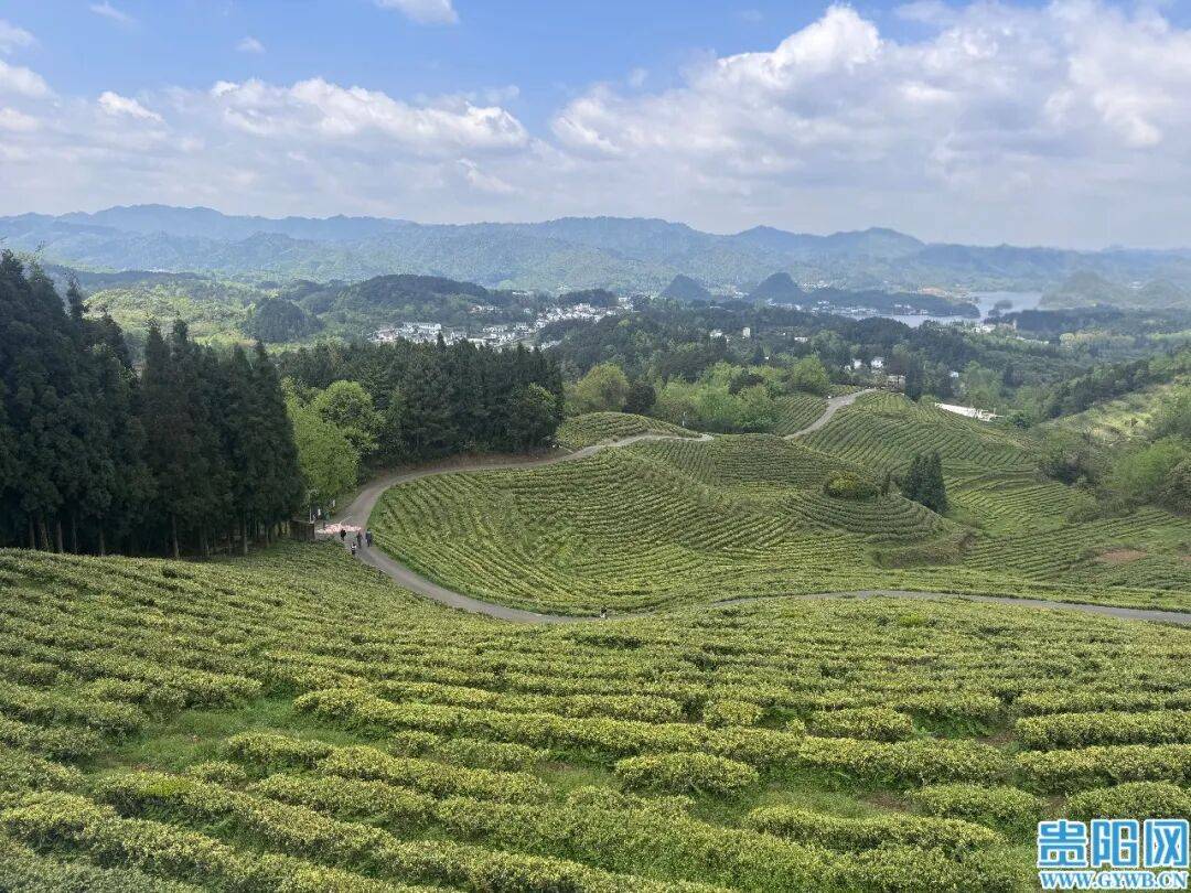 贵阳茶产业，不止于“茶叶”