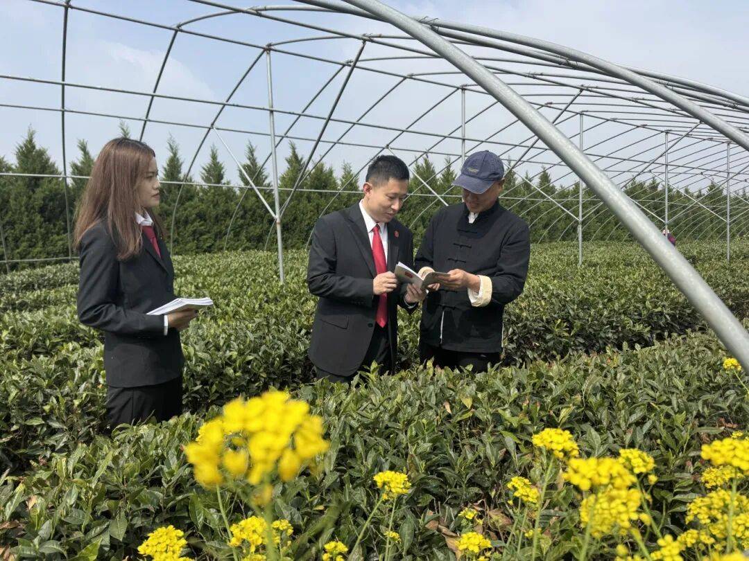 茶叶法庭开进桃林 “大山里”