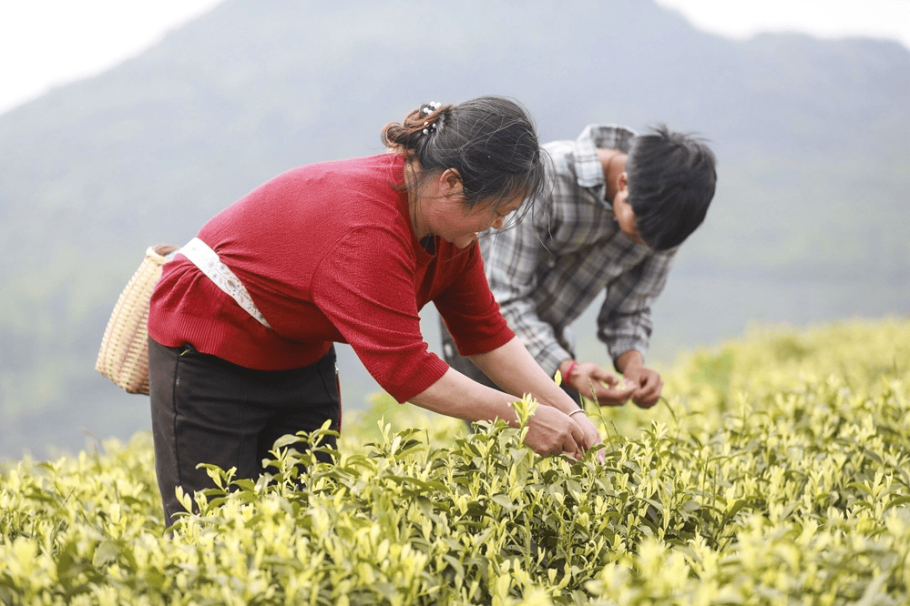 天眼影像|黔西金兰镇：春染茶山采摘忙 茶香四溢促增收