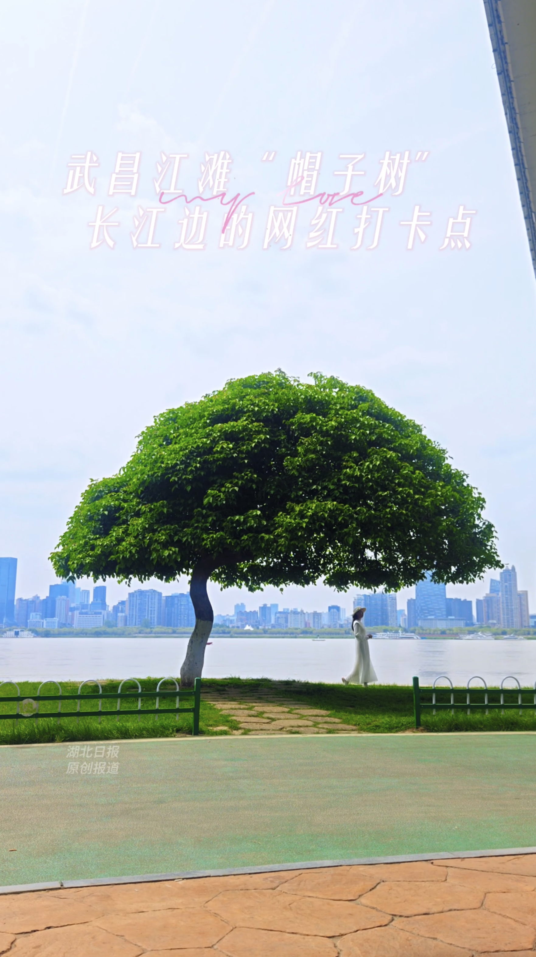 武昌江滩 “帽子树”  长江边的网红打卡点