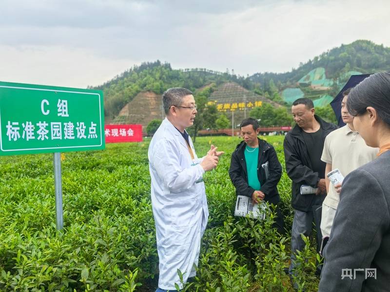 走进田间地头 赋能茶产业提质