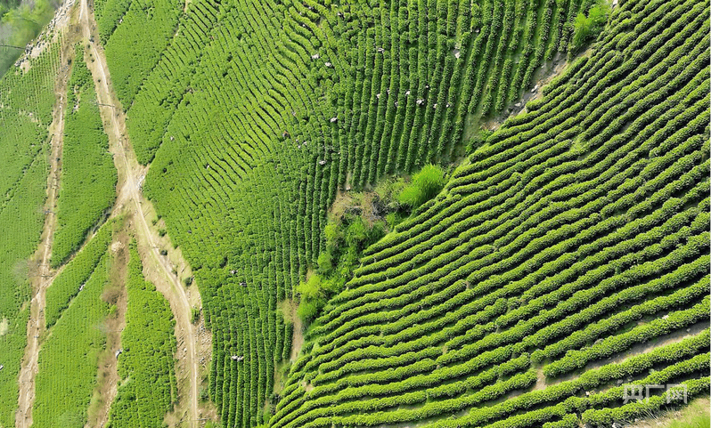 安徽广德：“花”式增收 “茶”香富农
