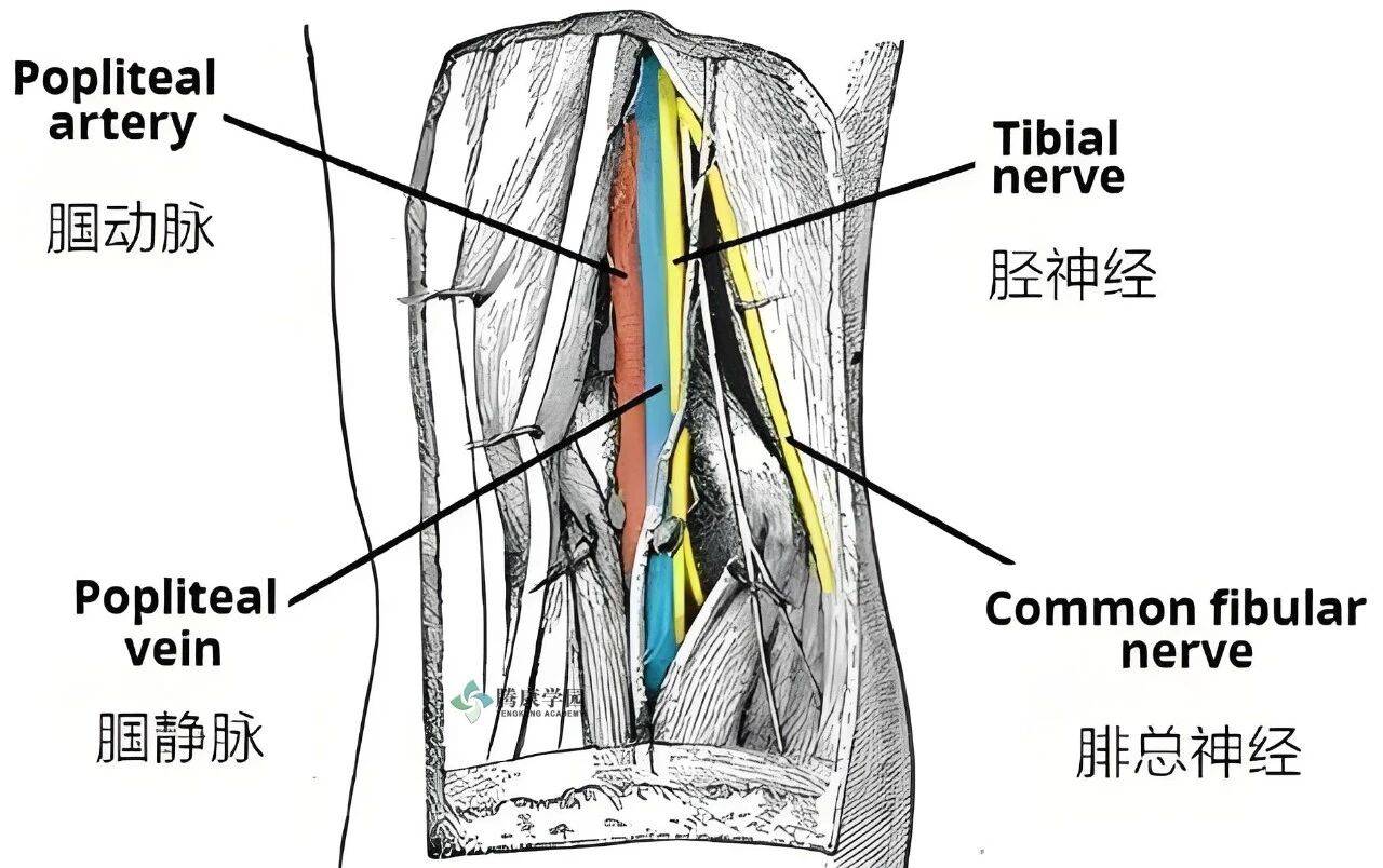 一图显示，腘窝处的解剖示意图