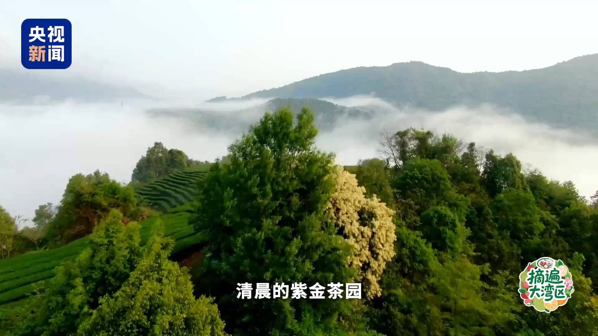 被虫咬过反而更香 广东茶界也有“猫屎咖啡”