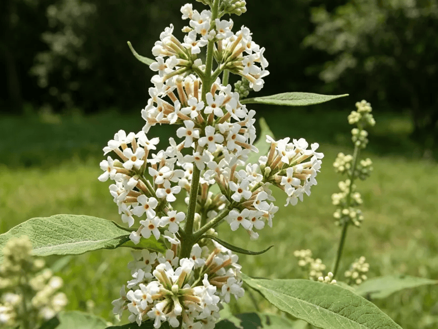 眼睛和肝都喜欢的一朵花，肝血足了，眼睛越来越水润
