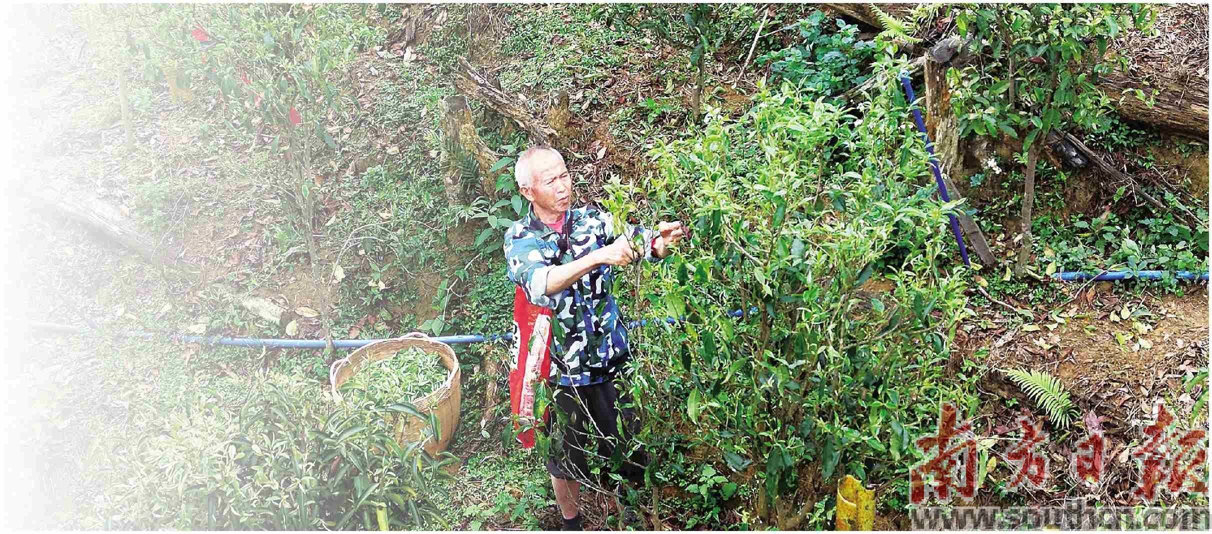 讲好茶故事 传承茶技艺