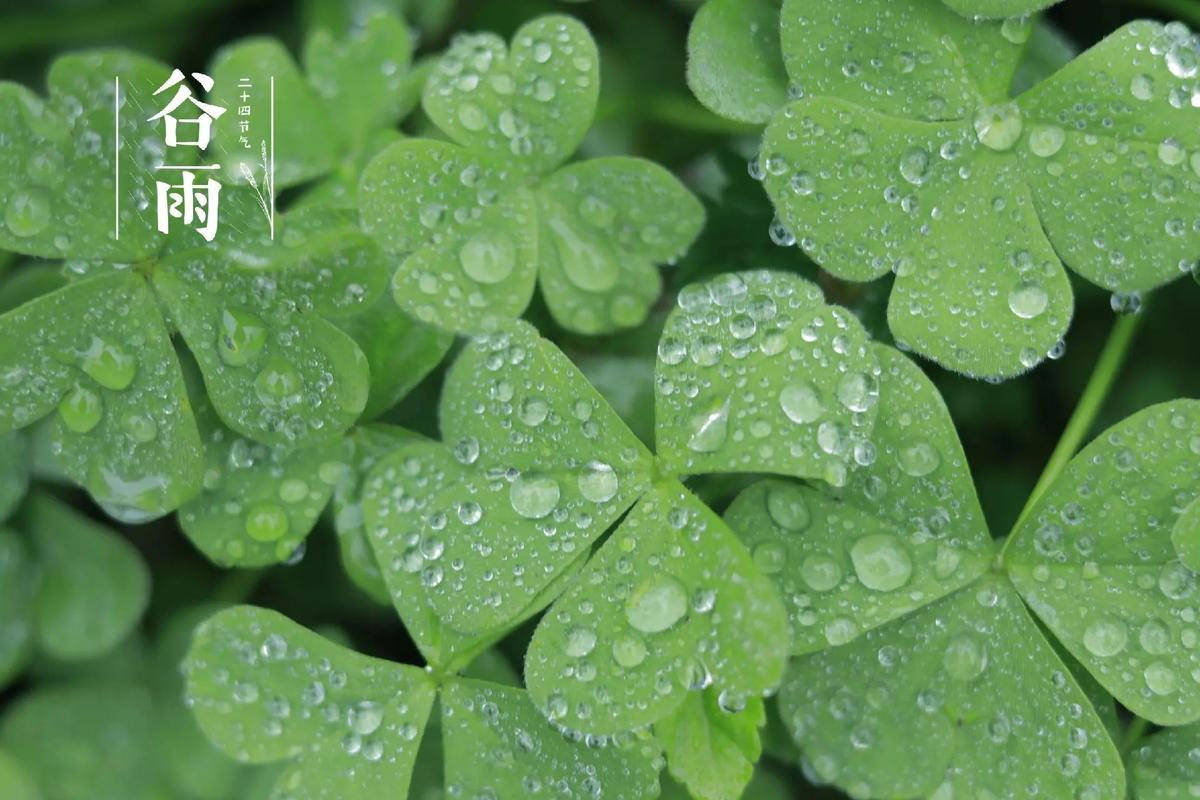 原创            “谷雨食甘，百病不沾”，谷雨后多吃这4种甘味食物，阳气足，肝气顺，脾胃强，少生病，精神迎夏