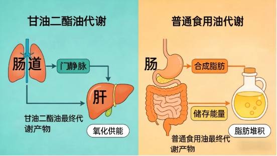 国际护胃日｜以油护胃，解锁轻掌门甘油二酯油的养胃新密码！