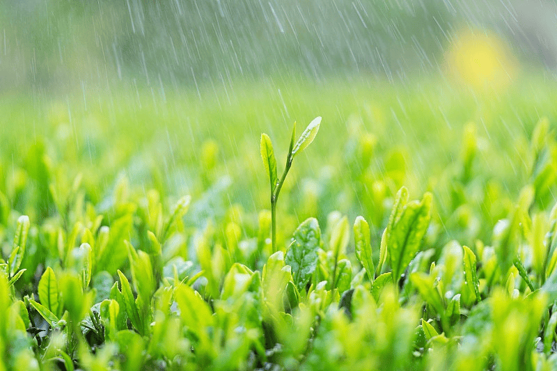 中医护理244|| 谷雨节气：祛湿疏肝，肛肠术后康复黄金指南