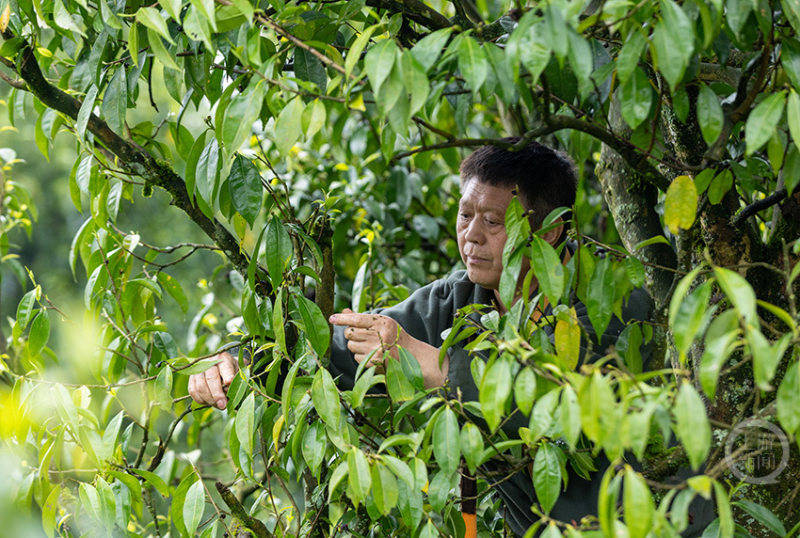 一叶古树茶 铺就致富路