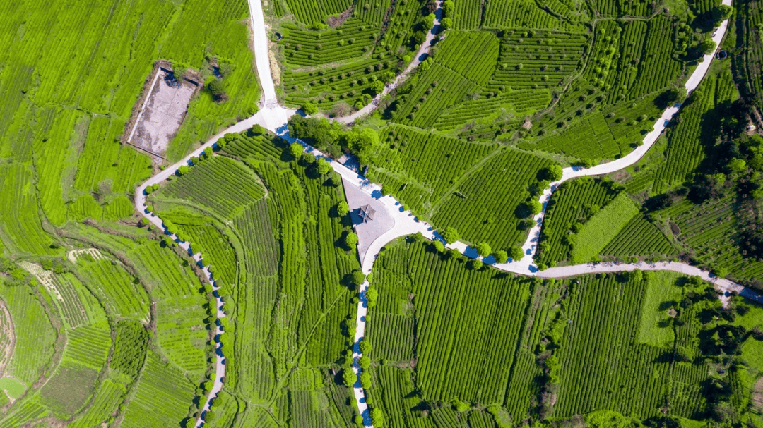 综合产值超32亿元！石阡苔茶带动11余万人种茶致富