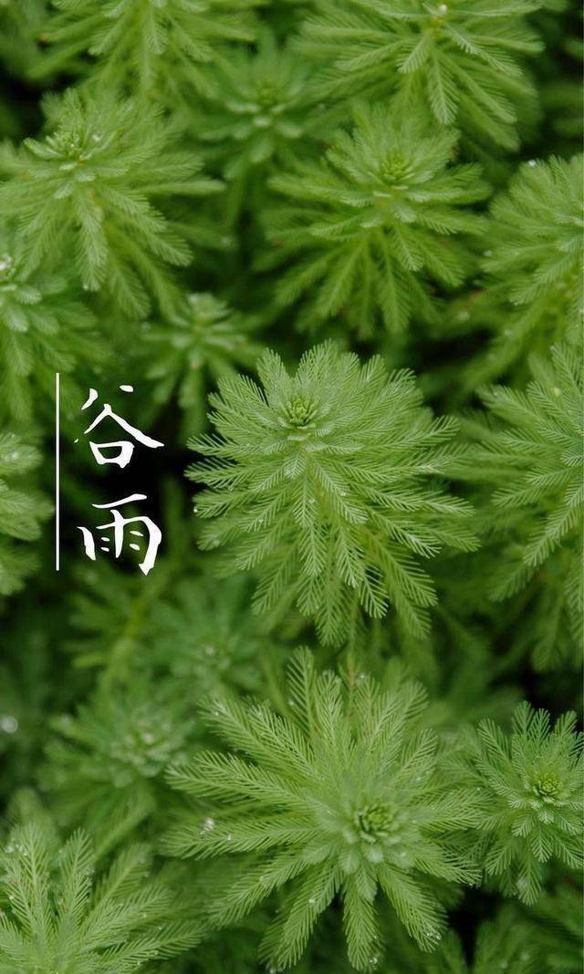 原创            谷雨前后，这菜使劲吃，一清火、二祛湿、三增免疫，不放肉也香