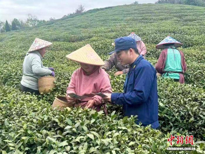 西湖龙井茶产销忙 杭州“火焰蓝”护航生产安全