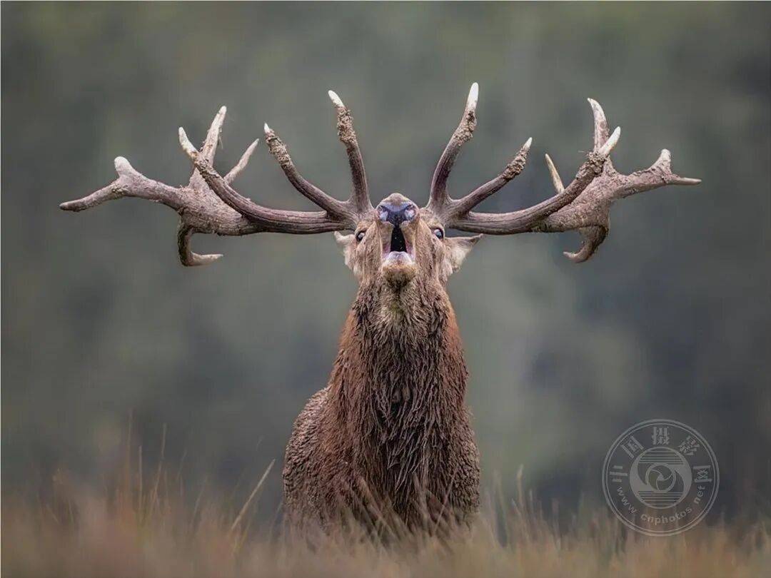 中国摄影网汪光华获奖，2026年塞尔维亚乡村国际艺术摄影大赛获奖公布（中）