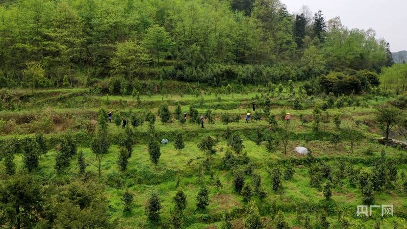 荒山变“绿银行”！贵州习水大树茶托起村民致富梦