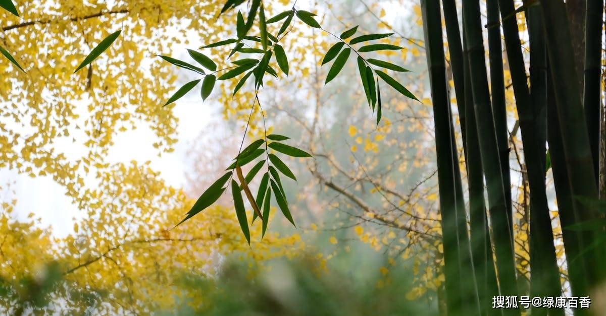 霜降后广西肉桂如何选对比三种方案锁住时令暖香
