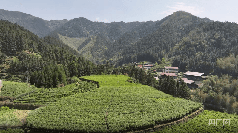 湖南绥宁：雪峰高山蕴好茶 野茶香溢振兴路