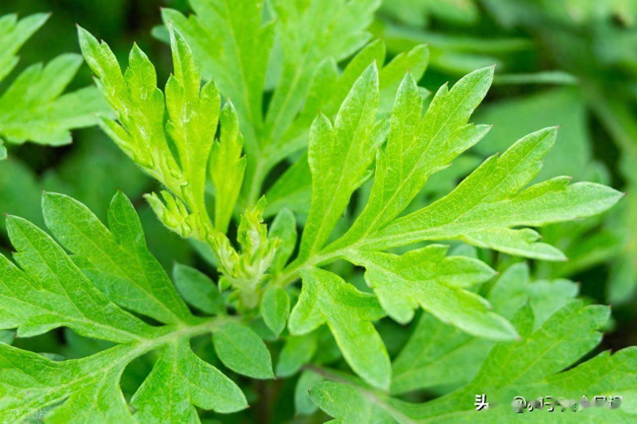 老一辈说：“春天吃一草，百岁不显老”，“一草”指什么？别不懂