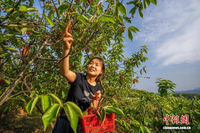 贵州纳雍：玛瑙红樱桃迎采摘热潮