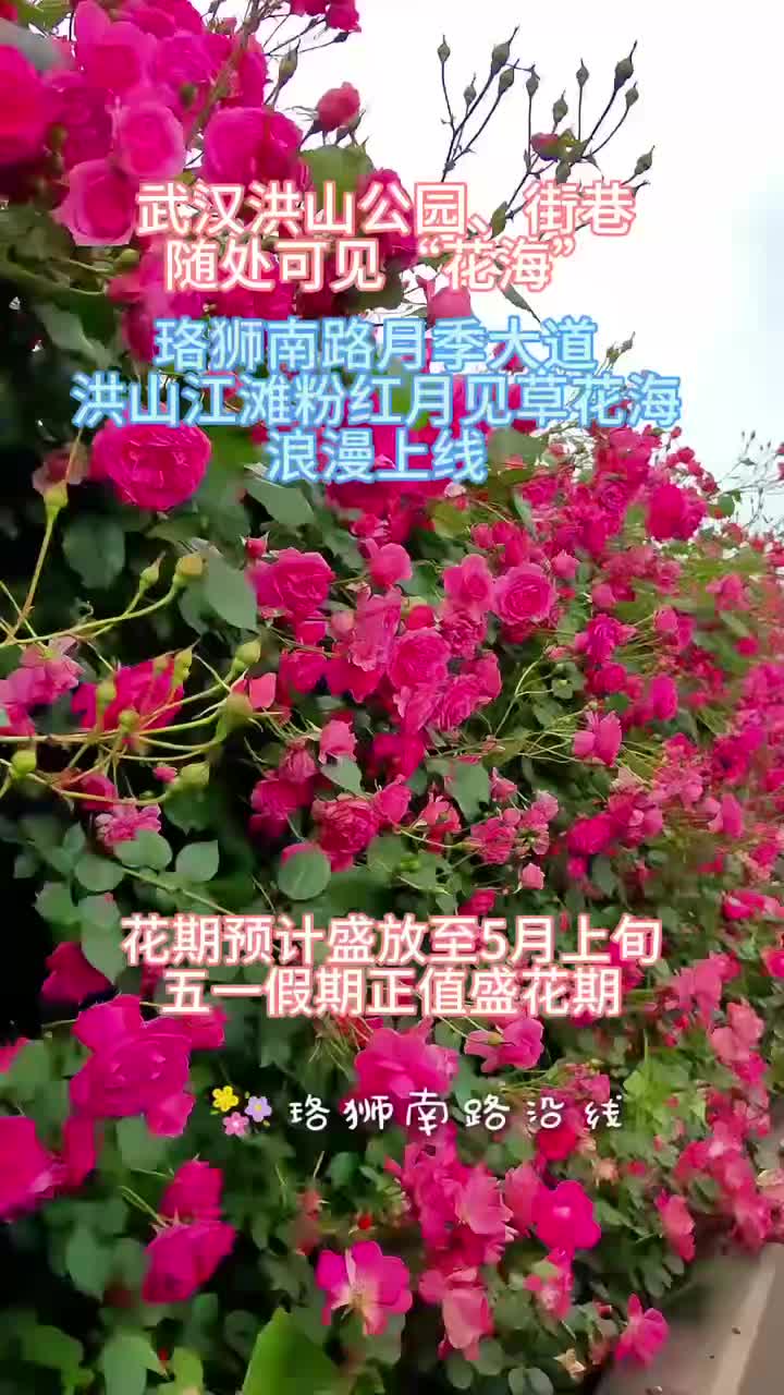 五一正是最佳观赏期 武汉洪山公园、街巷处处可见春日“花海”