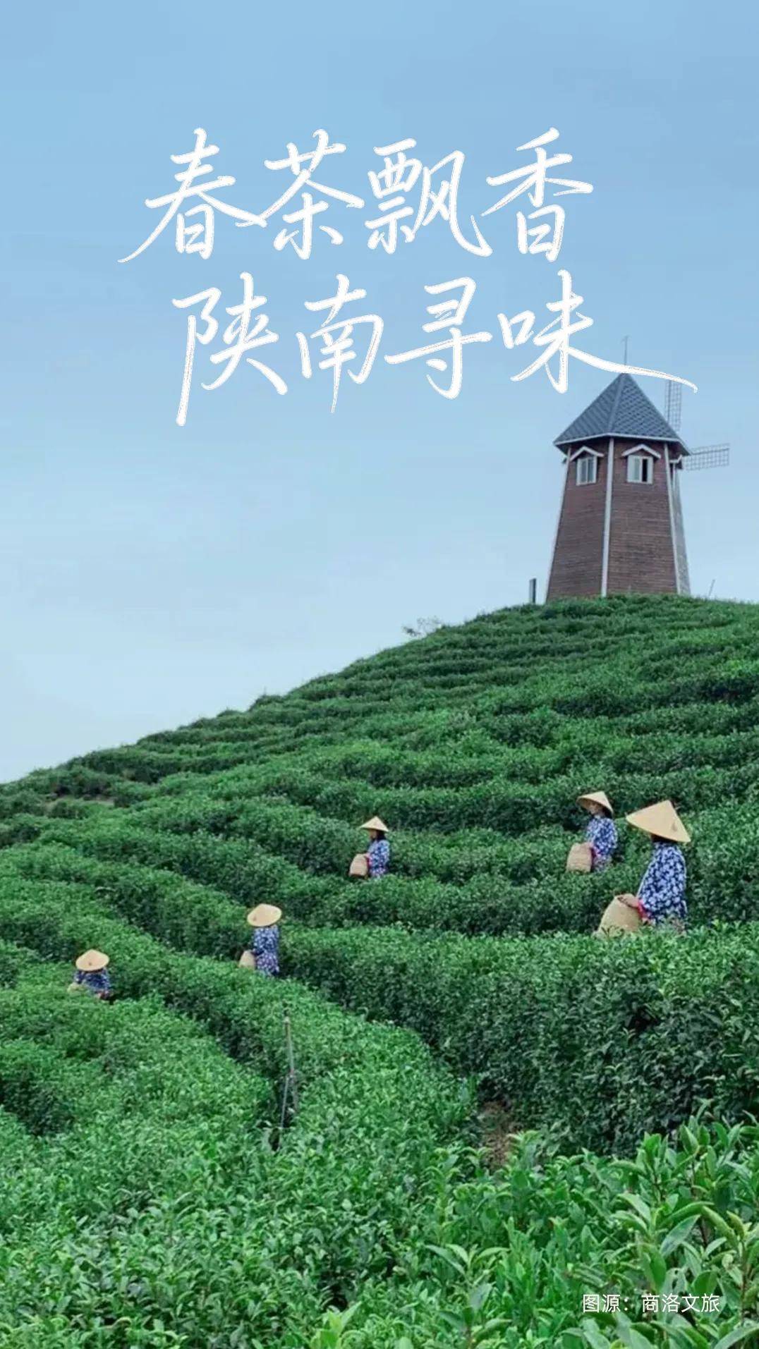 春茶飘香，陕南寻味！赴一场陕西茶山之约～